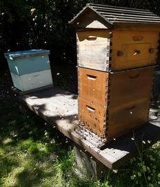  Orientation flights in front of a hive with flow super; photo by Dewey M. Caron
